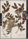 Foto von Salix caprea L. x Salix cinerea L.